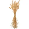 BOUQUET DE 50 PHALARIS SÉCHÉS 60CM NATUREL