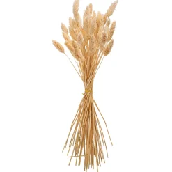 BOUQUET DE 50 PHALARIS SÉCHÉS 60CM NATUREL