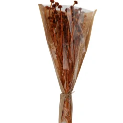 BOUQUET FLEURS SÉCHÉES MARGUERITE 55CM TERRACOTTA