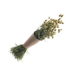 BOUQUET PHALARIS SÉCHÉS NATUREL 70CM 130G VERT