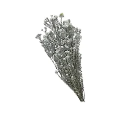 COTON PHYLICA SÉCHÉ STABILISÉ 100G 40-50CM VERT