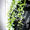 DESCENTE DE LAURIER DÉGRADE DE VERTS 1M