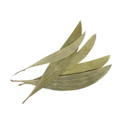 FEUILLE EUCALYPTUS NATURE