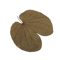 20 FEUILLES DE BÉGONIA BEIGE FONCÉ