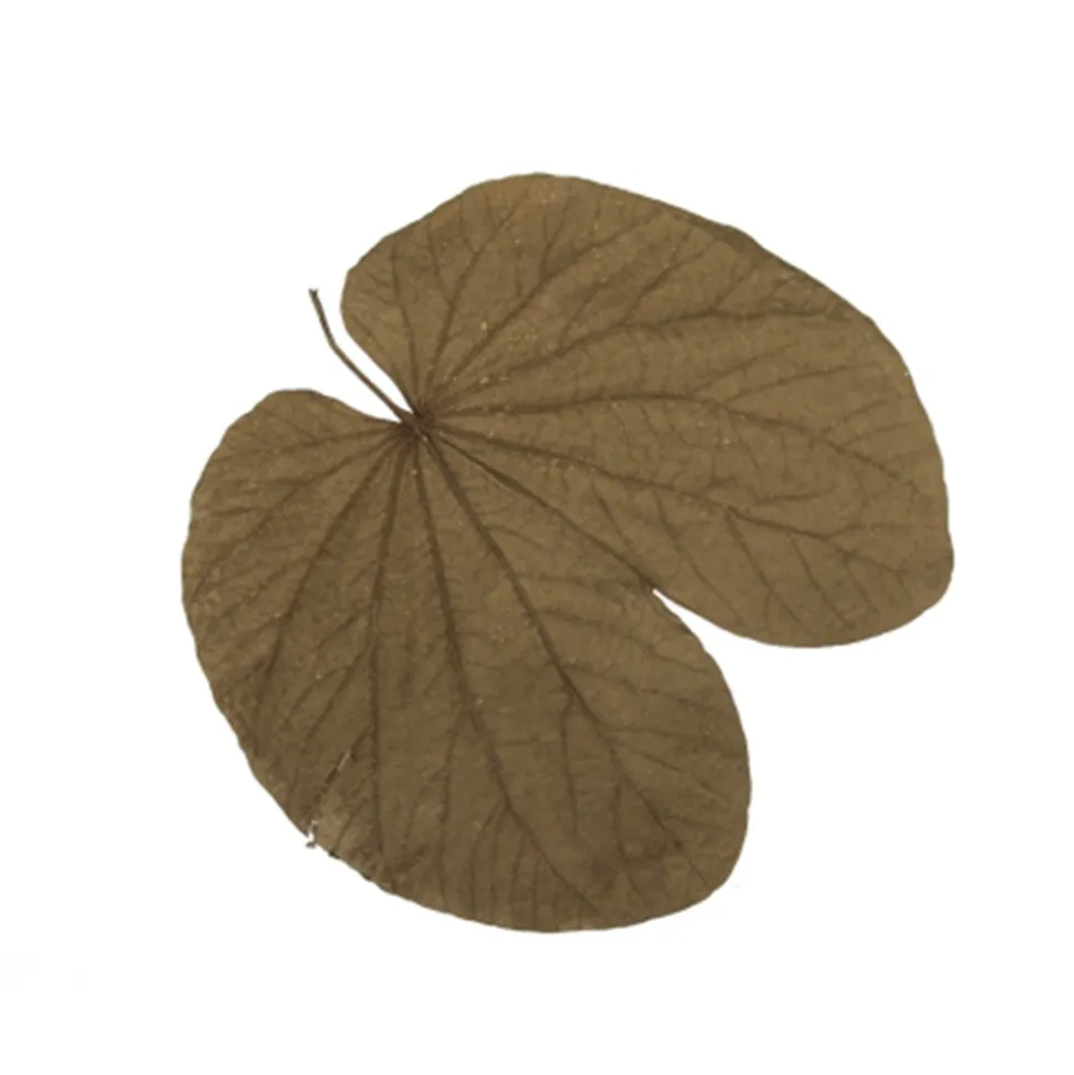 20 FEUILLES DE BÉGONIA BEIGE FONCÉ