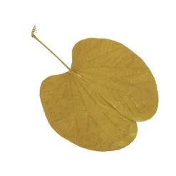 20 FEUILLES DE BÉGONIA MOUTARDE