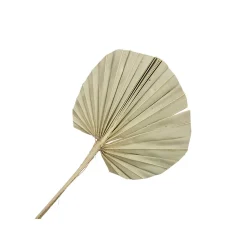 10 FEUILLES DE PALMIER ROND NATURE