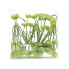 FLEURS CAROTTES SAUVAGE VERT