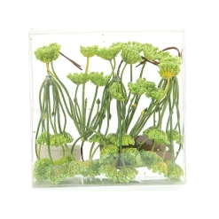 FLEURS CAROTTES SAUVAGE VERT