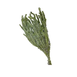 HERBE BUXIFOLIA ARTIFICIEL 100G 45-50CM VERT