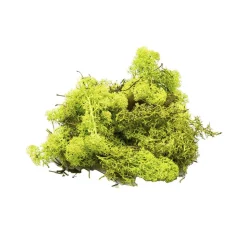 MOUSSE LICHEN ISLANDE NATURE 150G VERT