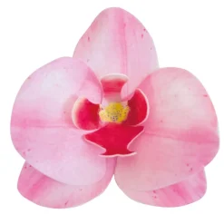 10 ORCHIDÉES AZYME COMESTIBLE 8.5X7.5CM ROSE