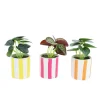 PLANTE ARTIFICIELLE POT CÉRAMIQUE RAYURES 13CM