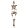 SQUELETTE HUMAIN ARTICULÉ 160X80CM