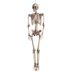 SQUELETTE HUMAIN ARTICULÉ 160X80CM