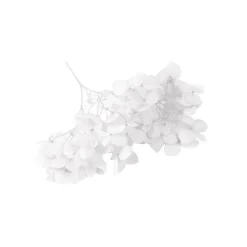TIGE FLEURS SÉCHÉES 2G 10X5CM BLANC