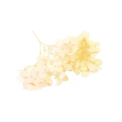 TIGE FLEURS SÉCHÉES 2G 10X5CM IVOIRE