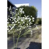 TIGE GYPSOPHILE 108 FLEURS 62CM BLANC