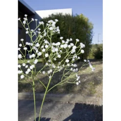 TIGE GYPSOPHILE 108 FLEURS 62CM BLANC