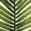 TIGE PALMIER ARTIFICIEL 113CM VERT