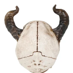 TÊTE MORT CORNES 20CM