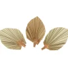 3 TÊTES FEUILLE DE PALME SÉCHÉES ÉVENTAIL 15X10CM