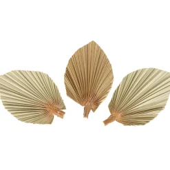 3 TÊTES FEUILLE DE PALME SÉCHÉES ÉVENTAIL 15X10CM